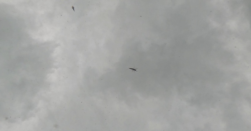 260201 mayflies fiskeperspektiv