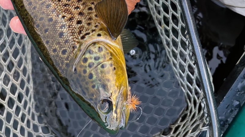 230108 dryfly trout mautch